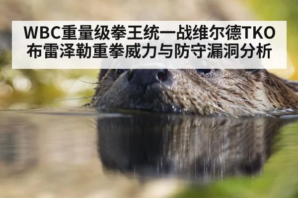 WBC重量级拳王统一战维尔德TKO布雷泽勒重拳威力与防守漏洞分析